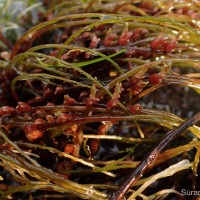 Polypleurum elongatum (Gardner) J.B.Hall